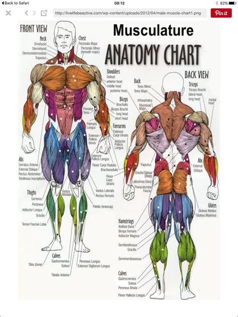 Building muscle requires a positive mindset, a strong committment, and competent planning. Bits to work on for rest of my life… | Muscle diagram, Workout posters