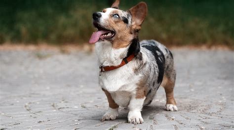 Top 10 Des Faits Intéressants Sur Lauggie Dog Problèmes De Santé Coût