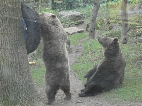 Female European Brown Bears Zoochat