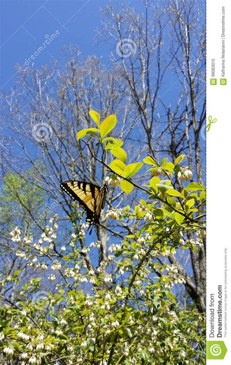 Papillon Oriental De Glaucus De Tiger Swallowtail Papilio Sur La