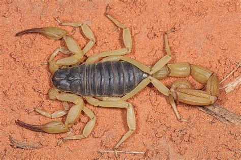 Fileblack Hairy Scorpion Hadrurus Spadix Wikimedia Commons