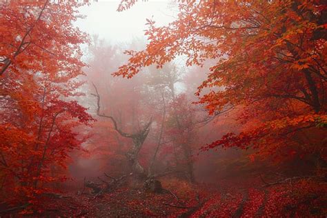 Autumn Forest Leaves Trees Fog Park Red Nature Tree Hd