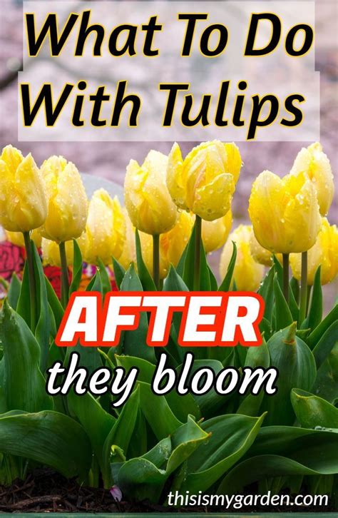 What To Do With Tulips AFTER They Bloom To Keep Them Healthy For Next