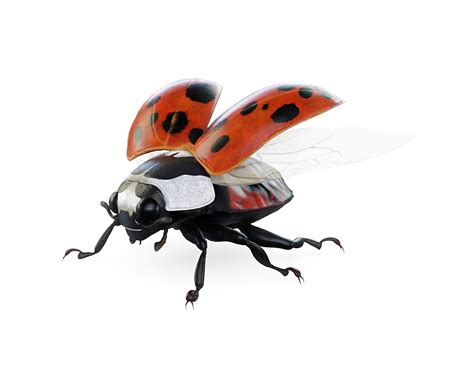 Bugs Png Images Hd Png Play