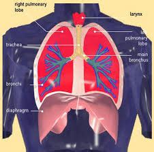 Our bodies require oxygen in order to survive. Diaphragm Archives - Semmelman Energy Center