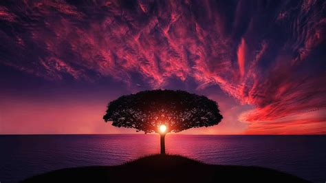 Solitary Tree In The Purple Sunset Wallpaper Backiee