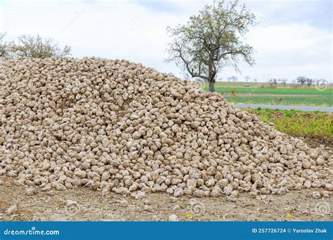 Sugar Beet Harvest A Pile Of Sugar Beets In The Field Stock Photo