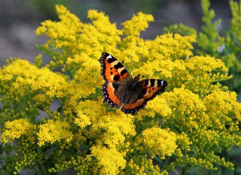 Nettle Butterfly Nette Butterfly On The Yellow In Garden Yrjö