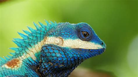 A Close Up Of A Blue And Yellow Lizard On A Tree Branch With Green