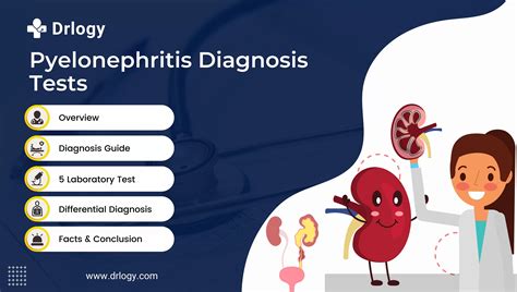 5 Accurate Tests For Pyelonephritis Diagnosis Drlogy