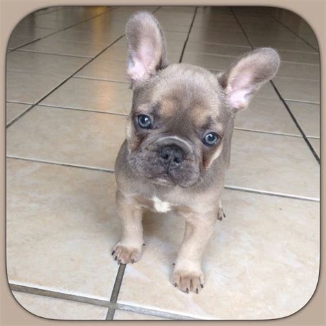 Dna is pending for testable chocolate cream coco. 25+ bästa Fawn french bulldog idéerna på Pinterest ...