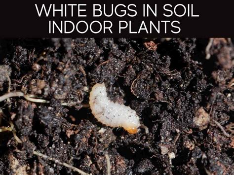 Little White Things In Plant Soil 8 Ways To Get Rid Of Pests Tendig