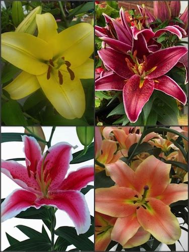 Buy Lily Bulbs Colourful Chelsea Lily Collection Pack Of 20 Bulbs