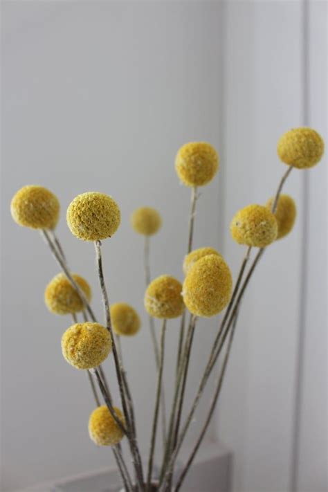 Bring home the beauty of sunflowers with our sunny escape arrangement! Yellow Billy Ball Stems, Billy Balls Stems, Craspedia ...