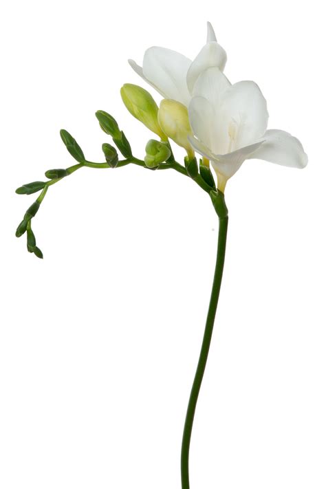 Check spelling or type a new query. Freesia, White - Jacksonville Flower Market
