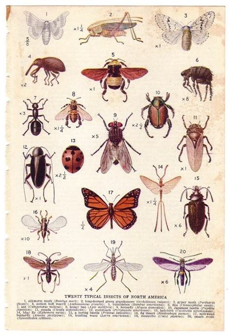 1944 Vintage Insects Illustration