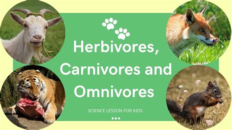 Examples Of Carnivores Herbivores And Omnivores