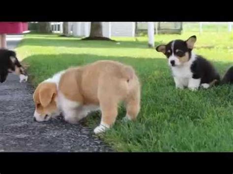 Both are strong, herding dogs. Pembroke Welsh Corgi Puppies For Sale - YouTube