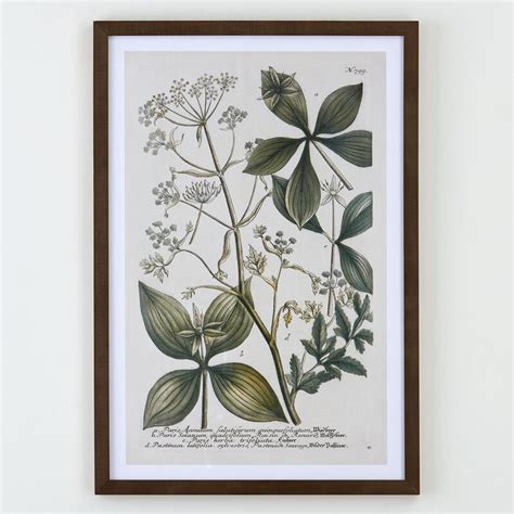 Birch Lane™ Classic Botanical Framed Print And Reviews Birch Lane