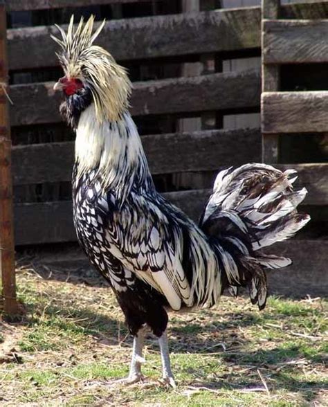 Polish A Few Recognized Colors Include White Crested Black Or Blue Golden Or Silver Laced