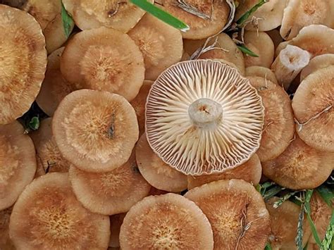 Ringless Honey Mushrooms Aka Armillaria Tabescens Stuffed Mushrooms