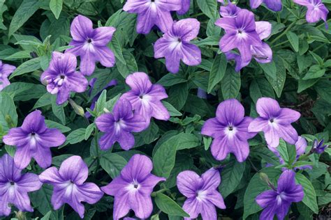 May 07, 2020 · 50 perennial flowers for partial or dappled shade next, let's take a look at some of the perennial flowers that you can consider for a somewhat shady site. amethyst flower | Shade loving flowers, Shade garden ...