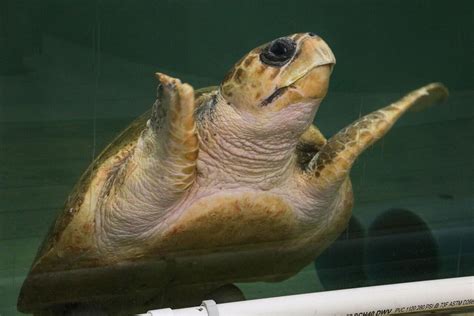 Largest Leatherback Sea Turtle Ever