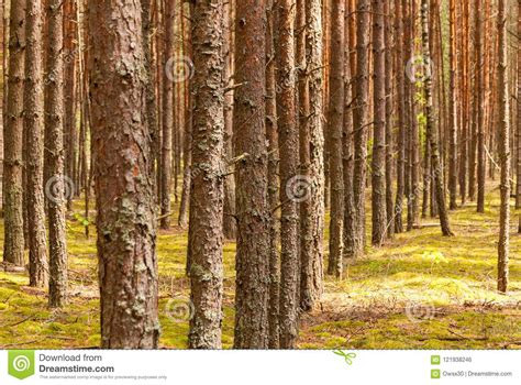 Slender Pine Forest Sunny Pine Forest Fairy Forest Thick Pine Forest