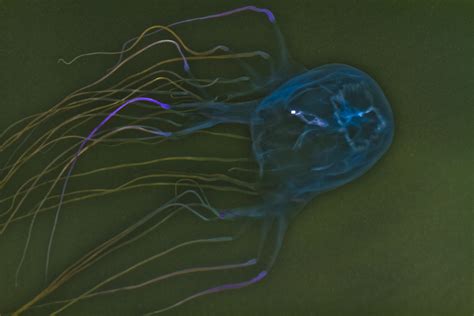 Box Jellyfish Near Darwin Chironex Fleckeri Leaders Creek Flickr