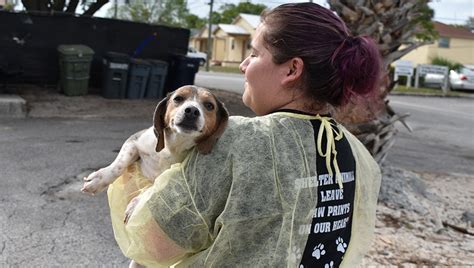Nearly 150 Dogs Rescued From Florida Property Some Will Be Adoptable