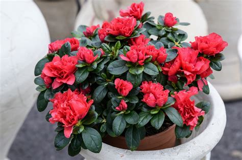 12 Evergreen Shrubs That Are Ideal For Pots Uk
