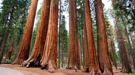 Sequoia National Park Turismo Qué Visitar En Sequoia National Park