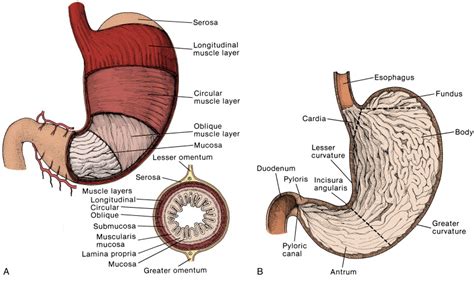 Gastrointestinal Tract Abdominal Key