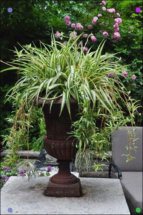 Urn With Spider Plant Love This Move It Out In The Summer Could Use