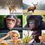 Different Species Animals Totally The Same Humans 