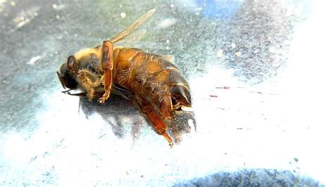 Queen Bee Lays On Side Laying Eggs Part 2 Youtube