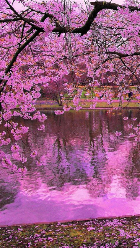 Sakura Tree Background ~ Sakura Trees Wallpapers Nawpic