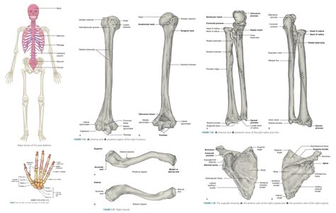 Pectoral Girdle Appendicular Skeleton Skeletal Organization