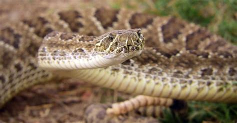 12 Snakes Found In Idaho 2 Are Venomous A Z Animals