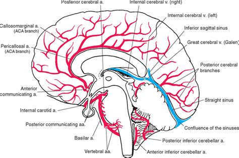 Blood Supply Of The Brain Neupsy Key