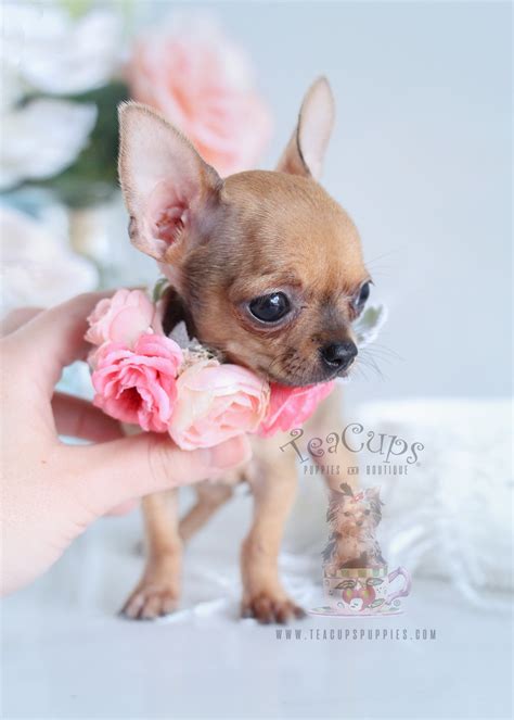 Fawn Chihuahua Puppies For Sale In Florida Teacups Puppies And Boutique