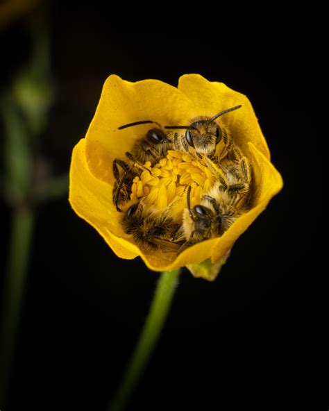 Itap Of Four Bees Having A Nap In The Same Flower By Martingls