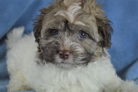 Havanese Puppies For Sale Royal Flush Havanese
