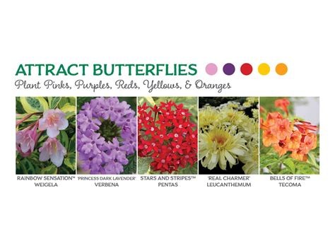 Fall flowers that provide nectar or pollen or both. The Best Flowers To Attract Butterflies, Bees, and ...