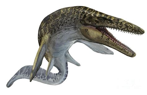 Mosasaurus Pictures And Facts The Dinosaur Database