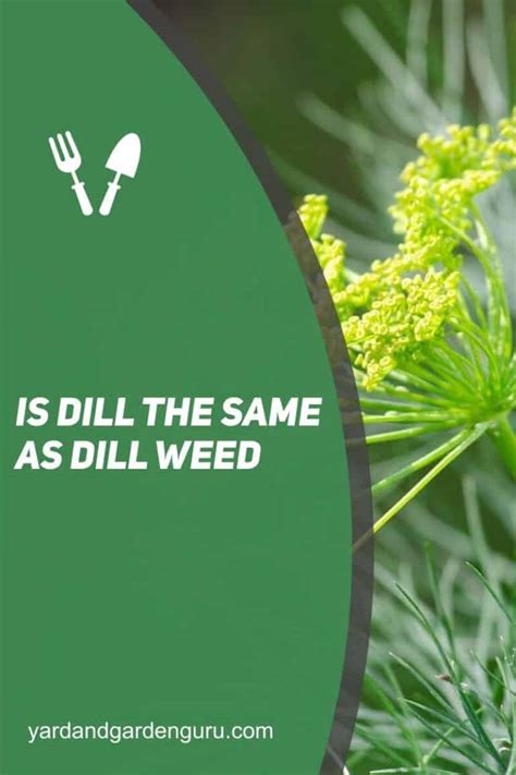 is dill the same as dill weed