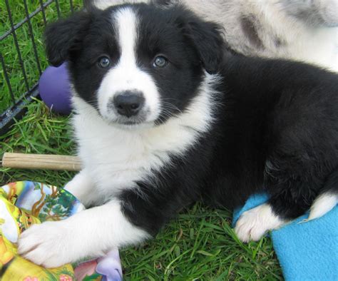 The main purpose of breeding them was for herding sheep. STUBLEYWOOD KENNEL CLUB REG BORDER COLLIE PUPS | Littleborough, Greater Manchester | Pets4Homes