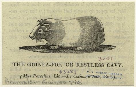 Pin On Guinea Pig History