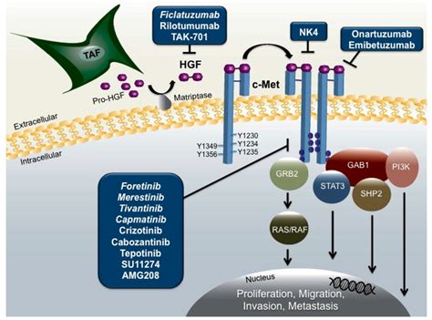Targeted Inhibition Of Hepatocyte Growth Factor Hgfc Met Signaling