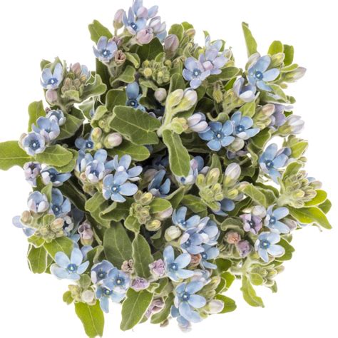 Oxypetalum Blau Pure Blue 60cm Blumen Exklusiv Heyl